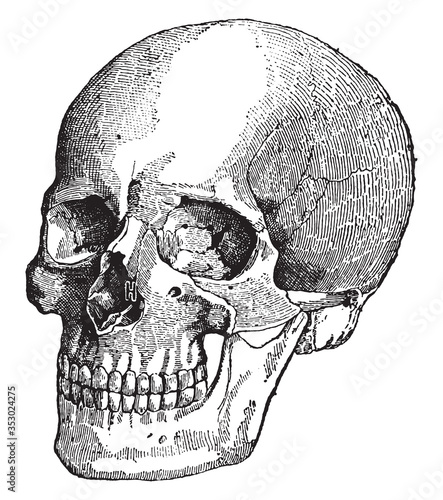 Skull face up front and side view, vintage illustration.