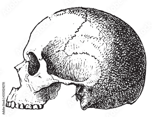 Craniometry, vintage illustration. photo