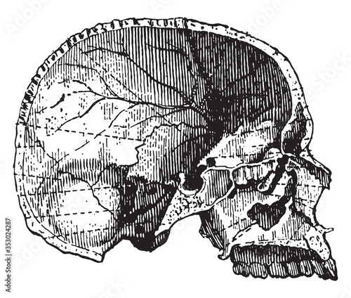 Left lateral half skull of the cranial cavity, vintage illustration.