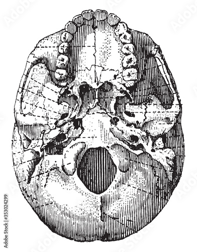 Skull lower face of base of skull, vintage illustration.