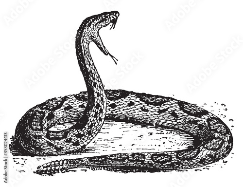 Rattlesnake, vintage illustration.