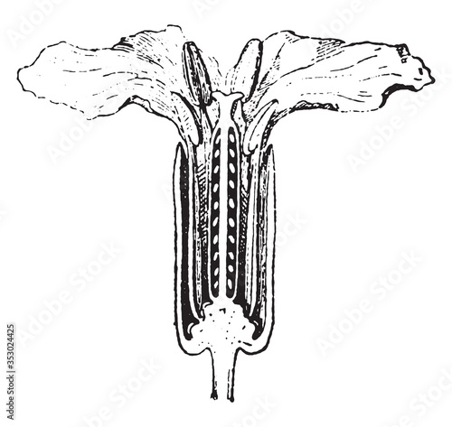 Crucifers Clove flower, vintage illustration.