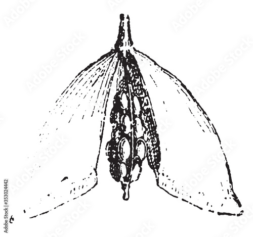 Crucifers fruit from the shepherd's purse, vintage illustration.