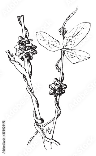 Cuscuta plant, vintage illustration.