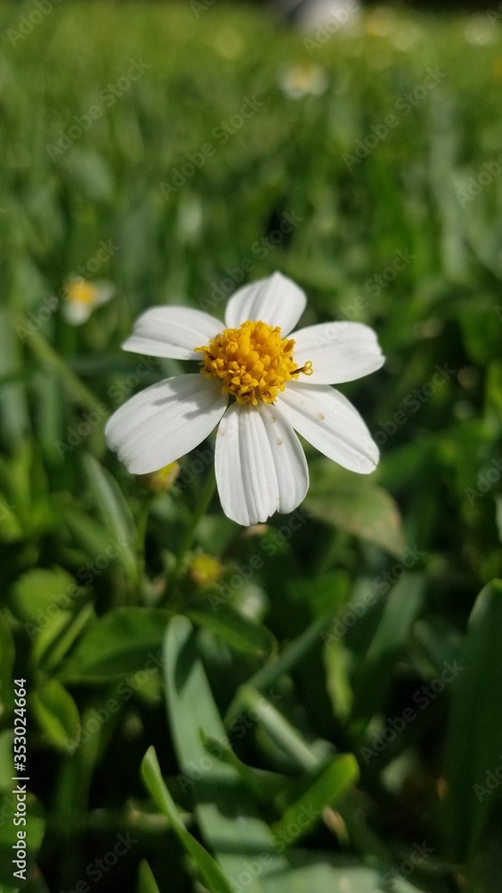 white daisy flower white daisy flower