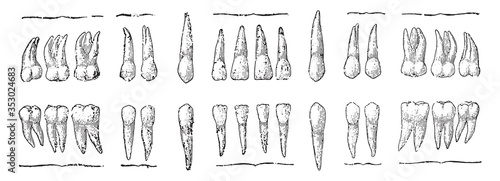 Teeth, vintage illustration.