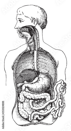 Human digestive system, vintage illustration.