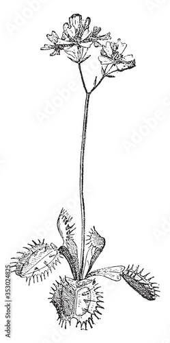 Dionaea Venus, vintage illustration.