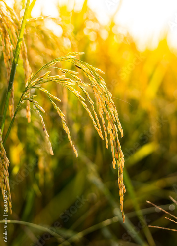 close up golden rice field in summer