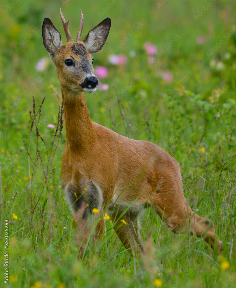 deer in the grass deer in the grass