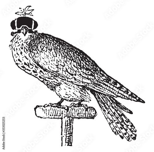 Hooded Falcon, vintage illustration.