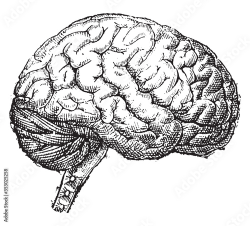 Human brain, vintage illustration.