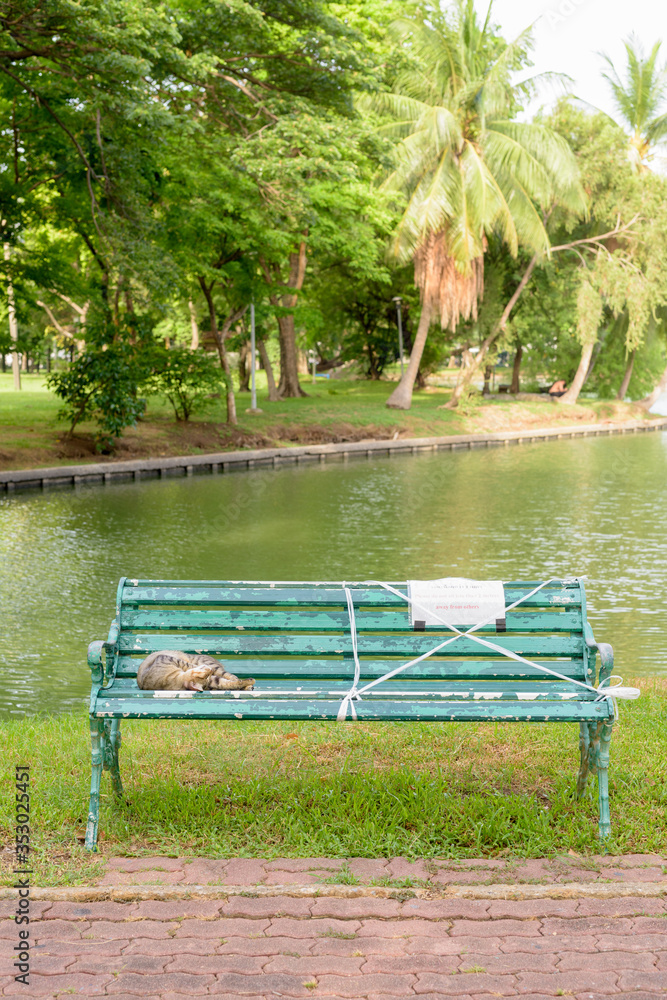 Stray cat sleeping on the bench with social distancing sign at the park Stray cat sleeping on the bench with social distancing sign at the park