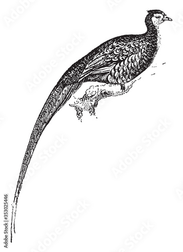 Pheasant, vintage illustration.