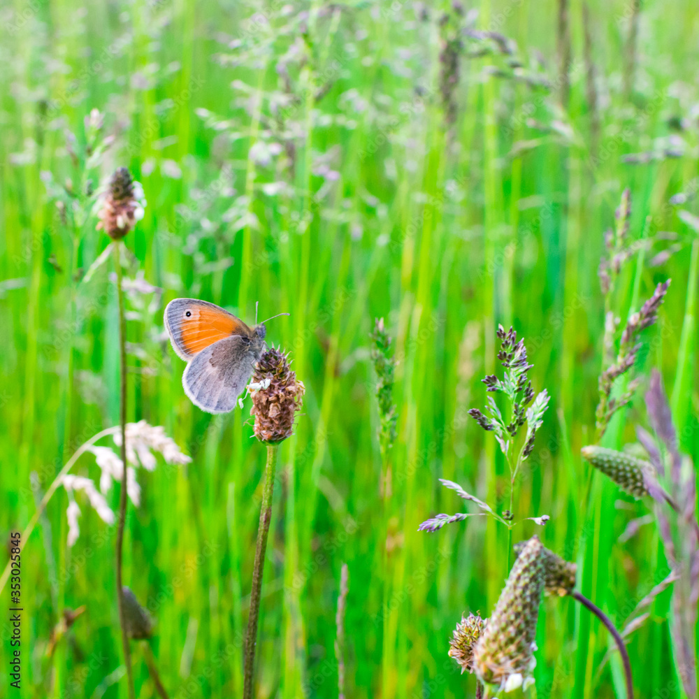 Orange butterfly in the green grass. Background Orange butterfly in the green grass. Background