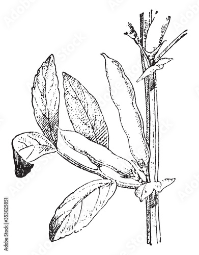 Broad bean, vintage illustration.