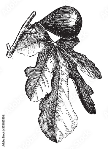 Fig plant, vintage illustration.