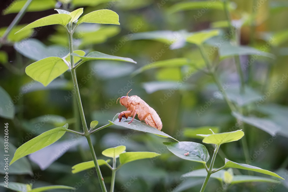 Cicada molts left on the green leaves Cicada molts left on the green leaves