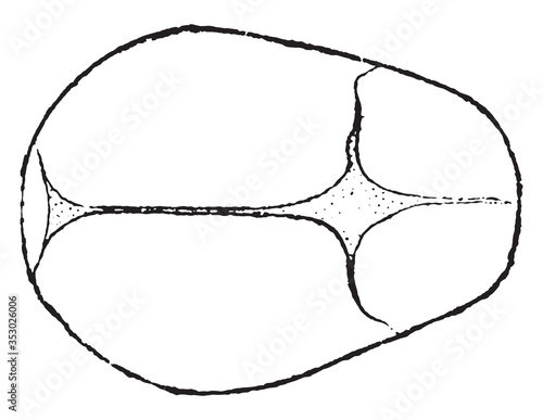 Fontanelle, vintage illustration.