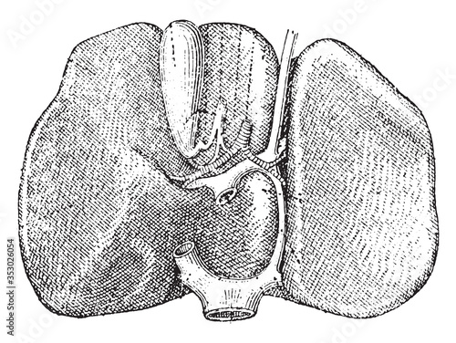 Liver, vintage illustration.