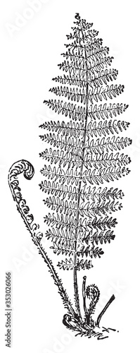 Fern plant, vintage illustration.