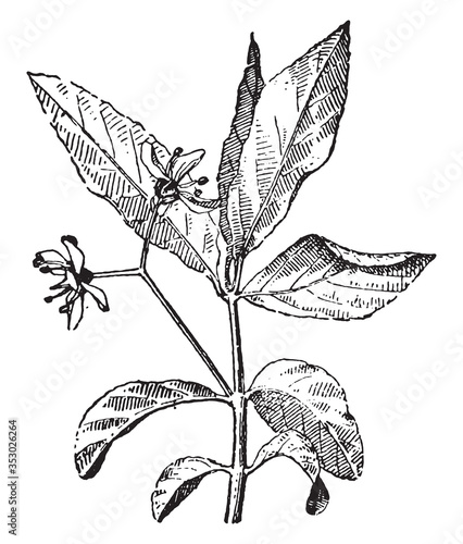 European spindle, vintage illustration.