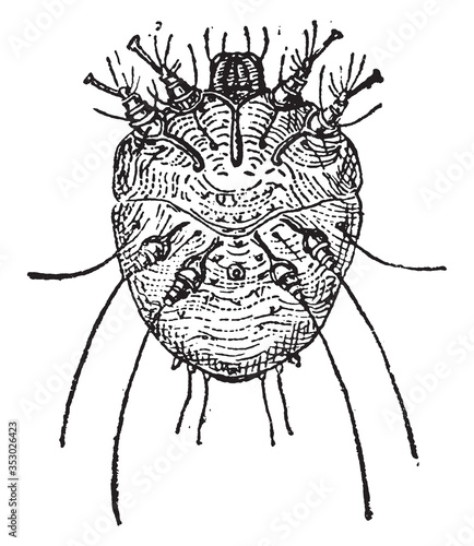 Sarcoptes scabiei, vintage illustration.