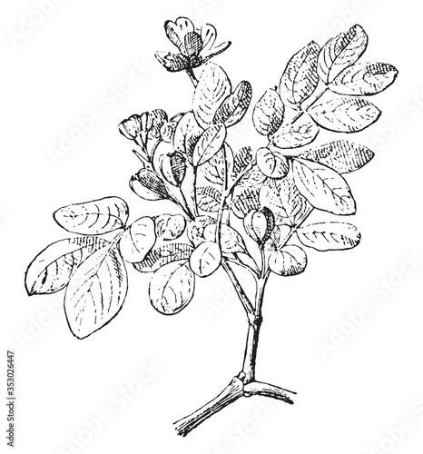 Guaiacum flower, vintage illustration. photo