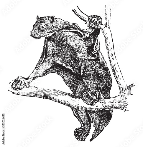 Colugo animal, vintage illustration.