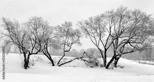 Winter Landscape With Broken Trees