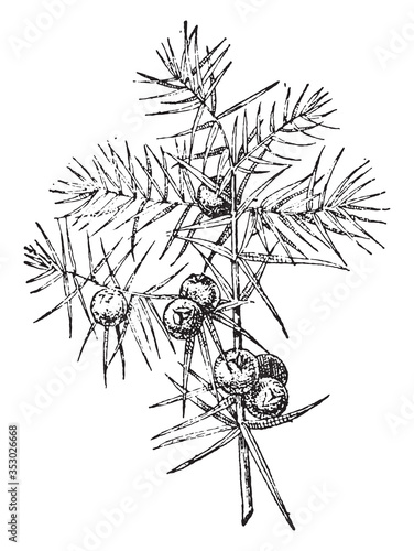 Juniper tree, vintage illustration.