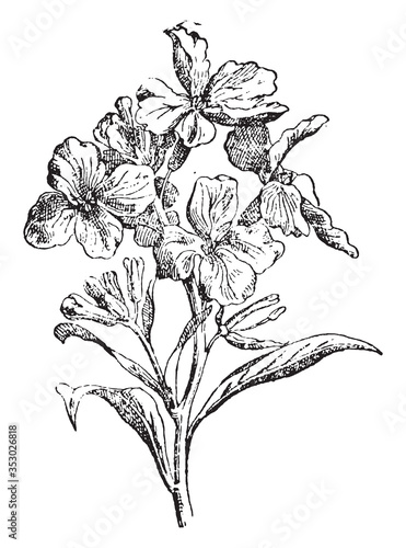 Erysimum flower, vintage illustration.