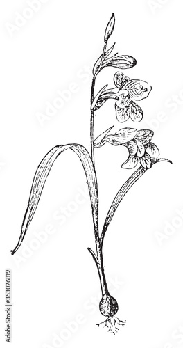 Gladiolus flower, vintage illustration.