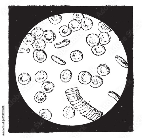 Blood cells, vintage illustration.