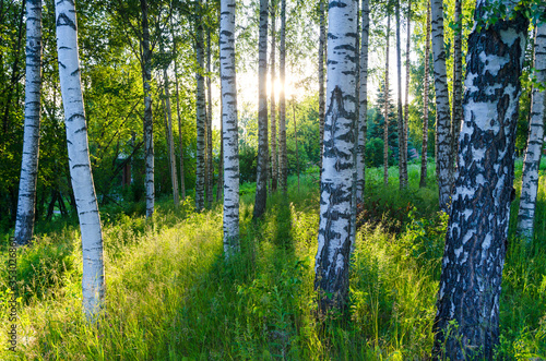 Finland Birch Forest. photo