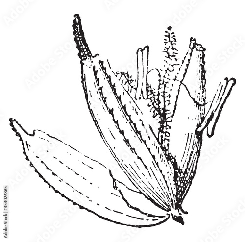 Glumella plant, vintage illustration.