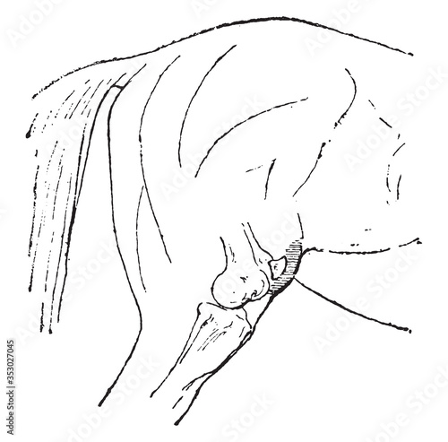 Horse stifle, vintage illustration.