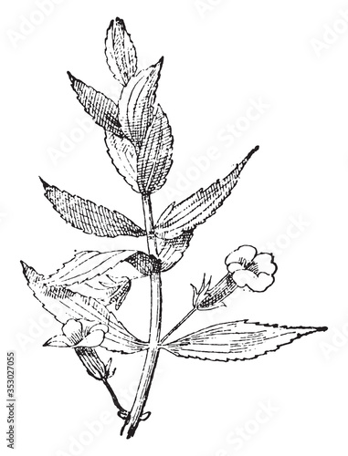 Gratiola, vintage illustration.