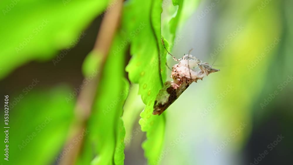 Praying Mantis, Ceratomantis saussurii; hiding behind a blade of a fern frond while preening its left foreleg and also shaking its antennae. Praying Mantis, Ceratomantis saussurii; hiding behind a blade of a fern frond while preening its left foreleg and also shaking its antennae.