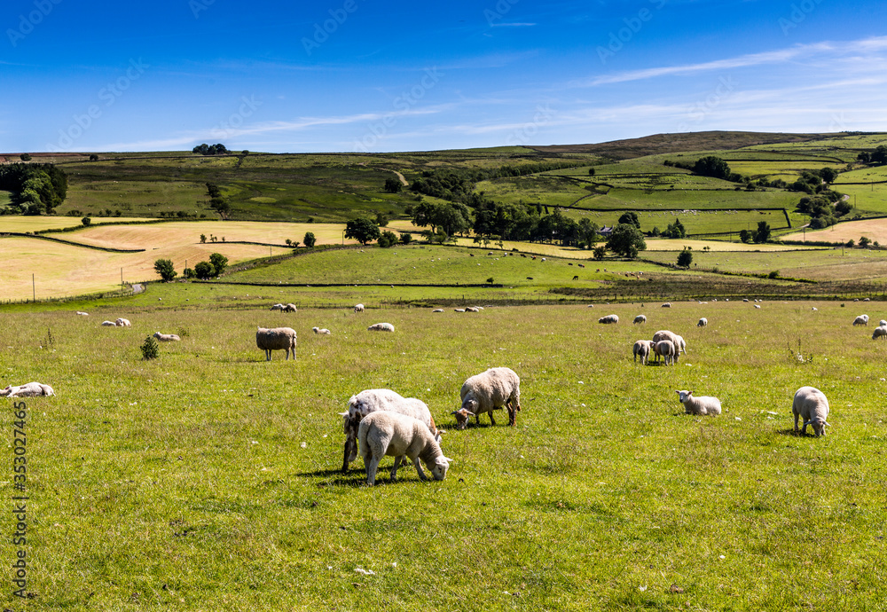 Sheep grazing in a farm Sheep grazing in a farm