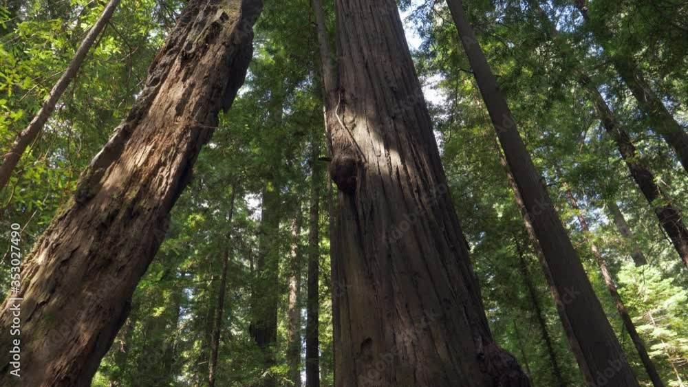 Small dead tree trunk standing in a dense redwood forest, tilt down Small dead tree trunk standing in a dense redwood forest, tilt down