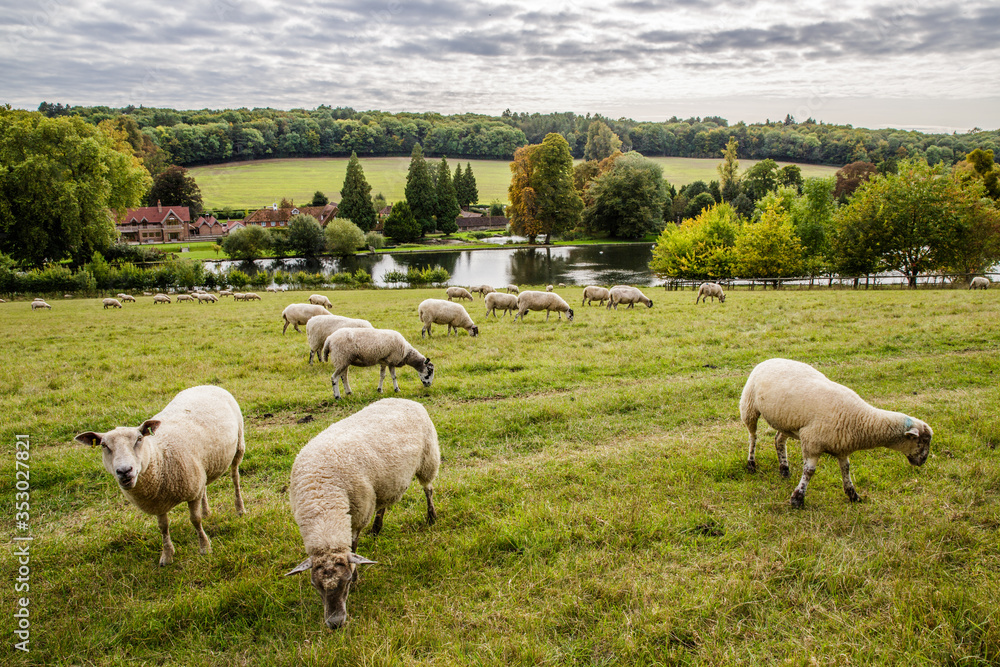 Fototapeta premium Sheep grazing in a farm
