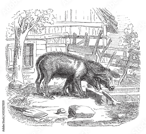 Pig, vintage illustration.