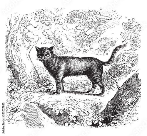 Canvas Print Wild cat, vintage illustration.