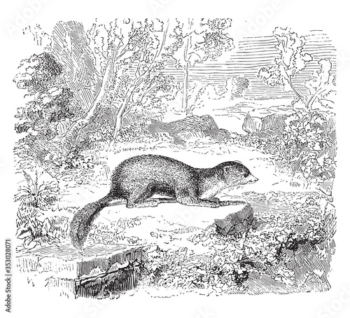 Weasel animal, vintage illustration.