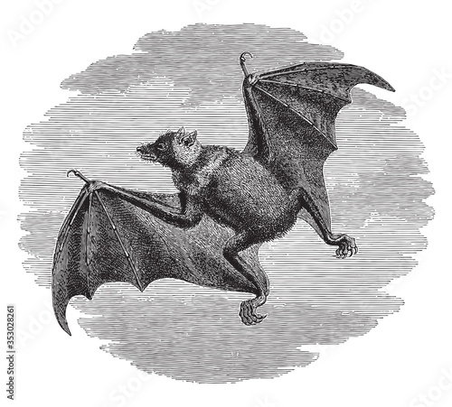 Bat animal, vintage illustration.