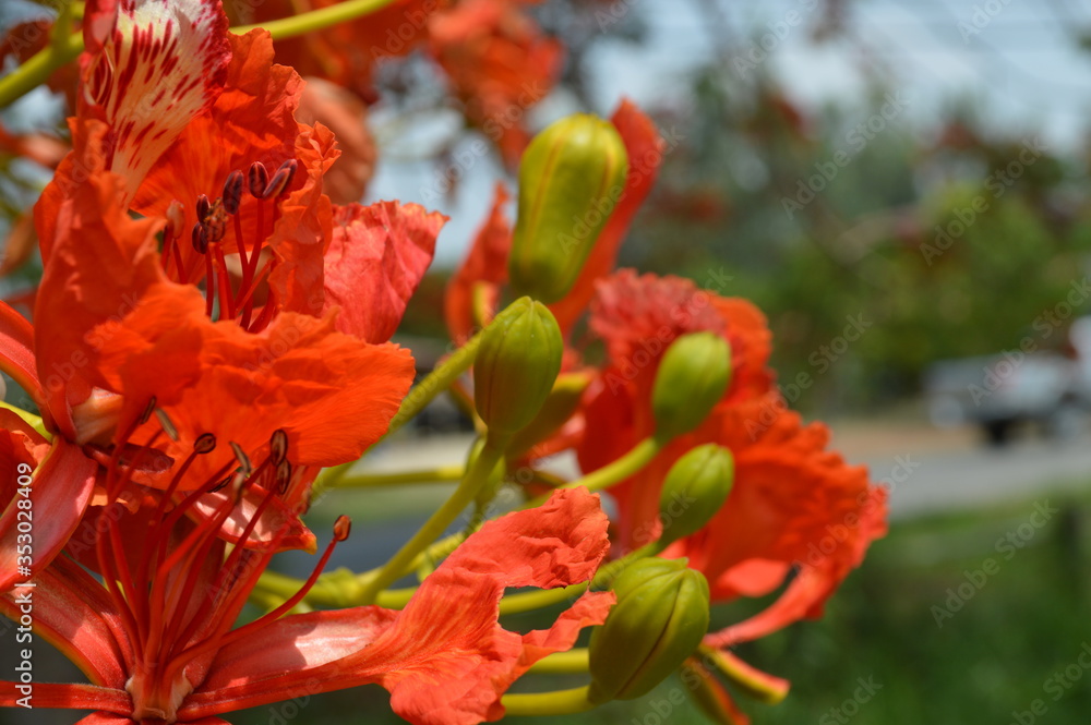 Orange flowers surrounded by green leaves in the garden Orange flowers surrounded by green leaves in the garden