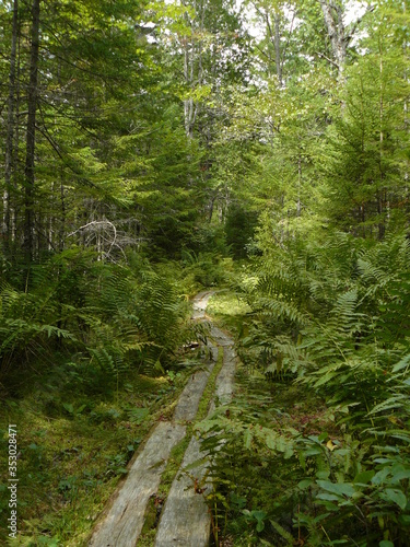 path in the woods