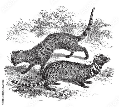 Zibet and genet, vintage illustration.