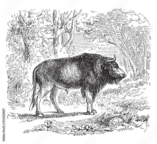 Bison, vintage illustration.